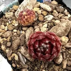 多肉植物 センペルビウム アラクチタン No.14【青】 - メルカリ