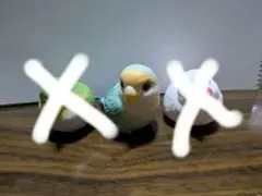 てのりフレンズ　コザクラインコ