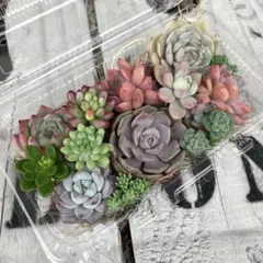多肉植物 多肉弁当 寄せ植えセット‎