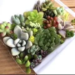 【メルカリ便】　多肉植物　カット苗　詰め合わせ　寄せ植えセット