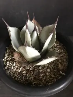 2025年最新】姫吉祥天の人気アイテム - メルカリ