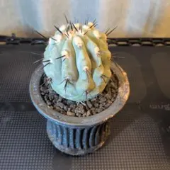 コピアポア　黒王丸　陶器鉢のサムネイル