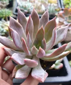 2025年最新】ピンクスパイダーの人気アイテム - メルカリ