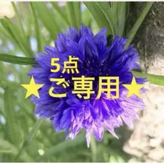 ★5点のご専用ページです★