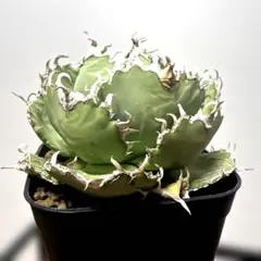 アガベ 鉢植発送 フィリグリー ボール型 極上血統 大株 スペシャル個体 超特選