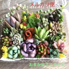 多肉植物　葉挿しセット 数量限定】ゆうきと一緒に増やそう！多肉植物寄せ植え鉢＋葉挿し