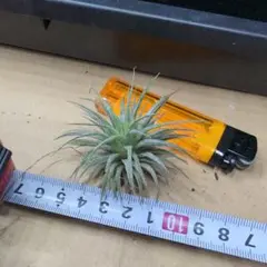 Tillandsia チランジア イオナンタ NoID 43のサムネイル