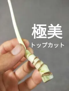 O3】斑入りモンステラ ホワイトタイガー トップカット茎 成長点4つ