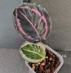 べーこんさん様 リクエスト 2点 まとめ商品