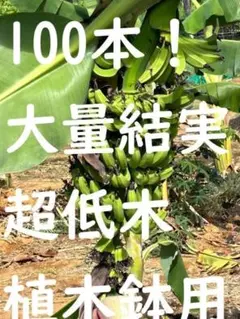 2026年最新】スーパードワーフの人気アイテム - メルカリ