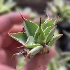 2026年最新】アガベポタトラムの人気アイテム - メルカリ