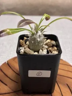 2026年最新】エブレネウムの人気アイテム - メルカリ