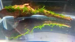 南米ウィローモス　三角葉　マングローブ系流木