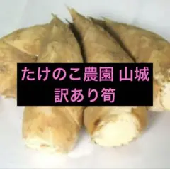 京都山城産 朝掘り筍 - メルカリ