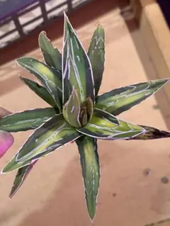 すみっこ断捨離中様 リクエスト 2点 まとめ商品