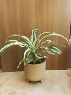 2025年最新】スノーホワイト サンスベリアの人気アイテム - メルカリ