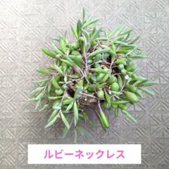多肉植物 ルビーネックレス カット苗