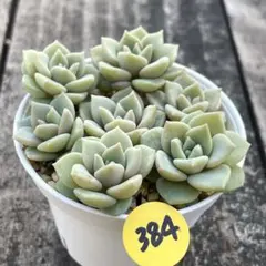 十六夜蒼❇️プロフ見てね❤❇️様 リクエスト 3点 まとめ商品