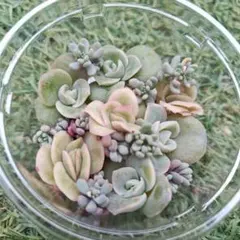 2025年最新】ラブリーローズの人気アイテム - メルカリ