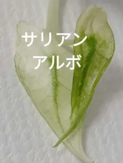 2025年最新】アロカシア サリアンの人気アイテム - メルカリ