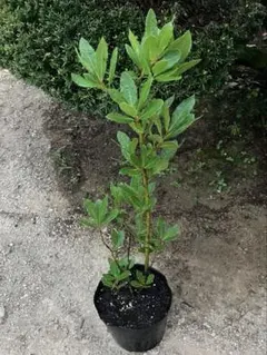 無農薬 月桂樹 ✳︎ ローリエ ✳︎ ローレル 苗木 植木 常緑樹 無農薬 月桂樹 ✳︎ ローリエ ✳︎ ローレル 苗木 植木 常緑樹 - メルカリ