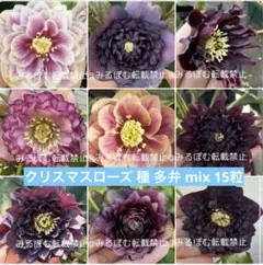 クリスマスローズ 26年発芽 赤ちゃん苗 ダークセット4苗に増量 多弁系