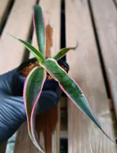 2026年最新】マンガベ カレイドスコープの人気アイテム - メルカリ