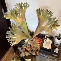 2026年最新】ginka ビカクシダの人気アイテム - メルカリ