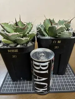 2026年最新】白鯨 ボールの人気アイテム - メルカリ