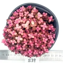 サンゴジュ錦 3.5号鉢 多肉 S39 寄せ植えセット 抜き苗 韓国苗 多肉弁当