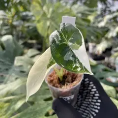 Lucky55様 リクエスト 2点 まとめ商品