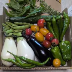 14B朝採り野菜セット、野菜詰め合わせコンパクトbox！のサムネイル