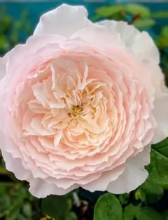 51 ピンク×アイボリー バラ苗 バラ挿し木苗 四季咲き