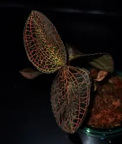 らいち様専用　速達