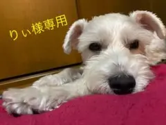 りぃ様専用