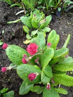 もんぶらん様 リクエスト 3点 まとめ商品