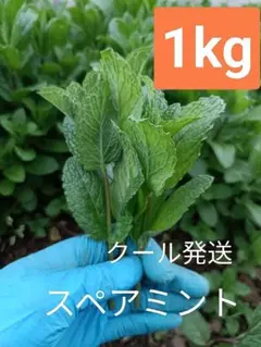 [1kg] ミント　ー　スペアミント　6～9cmに切るのサムネイル