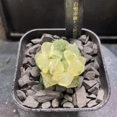 ハオルチア　オブツーサ　白雪赤線レンズ鮮明錦　糊斑　極上斑