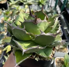 ①アガベ チタノタ Rose type A 子株 reza血統 タグ付 Rose type c . Sold out . Tarantula にもtypeが5種類あるよう