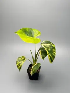 Monstera 'Marilyn' モンステラ マリリン MAR6703のサムネイル
