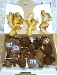 けいち　新鮮筍　熊本県産　早掘り筍根付き　箱、米糠付き　１０キロ 熊本県産 早掘り 根付き筍 1キロ以上 米糠付き - メルカリ