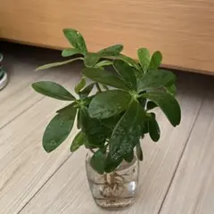 사토치 씨 한정 ‼️ [❤️ 관엽 식물 ❤️] 카폭 셰플러 모종 수경 재배