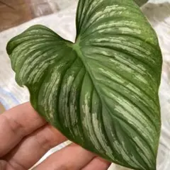 2025年最新】プロウマニーの人気アイテム - メルカリ