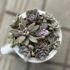 多肉植物 カット苗詰め合わせ 寄せ植えセット