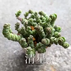 ちぁーちぁんママ様 リクエスト 3点 まとめ商品