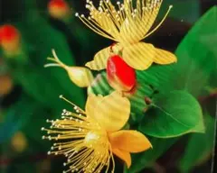 ダンママ様 リクエスト 2点 まとめ商品