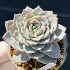 2026年最新】多肉 ブルーバードの人気アイテム - メルカリ