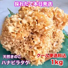 天然きのこ ハナビラタケ 1kg‼️ クール便送料込 長野県産のサムネイル