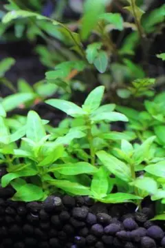 ねこまる様 リクエスト 2点 まとめ商品