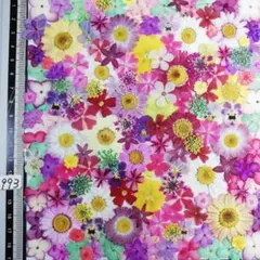 押し花素材　NO993 ノースボール ビオラ 紫陽花　バーベナ 小花　押し花